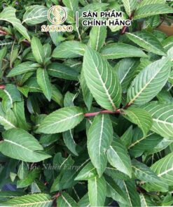 Cây Xăng Sê sấy khô chất lượng cao SATOSO