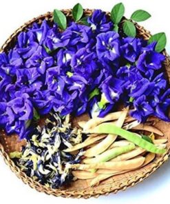 Trà hoa Đậu Biếc giải nhiệt mùa hè Satoso - Ảnh 3