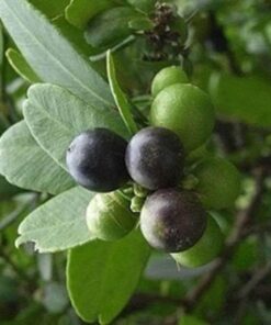 Cây Quýt Gai sấy khô Satoso - Ảnh 4
