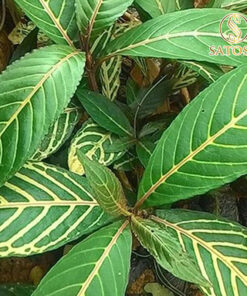Cây Xăng Sê sấy khô chất lượng cao SATOSO - Ảnh 5
