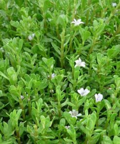 Biển Súc (Rau đắng biển) sấy khô Satoso - Ảnh 3