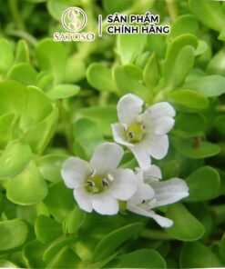 Biển Súc (Rau đắng biển) sấy khô Satoso