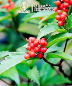 Cây Sói rừng sấy khô Satoso