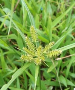 Cỏ Mần Trầu sấy khô Satoso - Ảnh 6