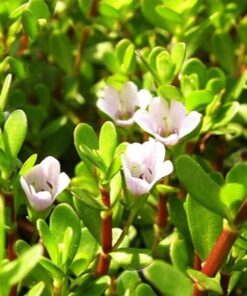 Biển Súc (Rau đắng biển) sấy khô Satoso - Ảnh 4