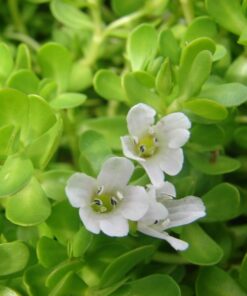 Biển Súc (Rau đắng biển) sấy khô Satoso - Ảnh 2