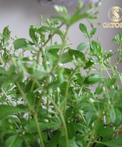 Biển Súc (Rau đắng biển) sấy khô Satoso - Ảnh 6