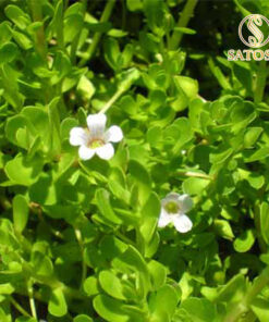 Biển Súc (Rau đắng biển) sấy khô Satoso - Ảnh 5