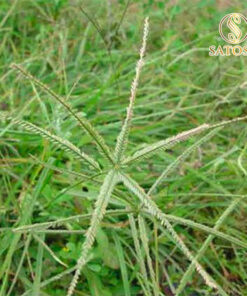 Cỏ Mần Trầu sấy khô Satoso - Ảnh 4