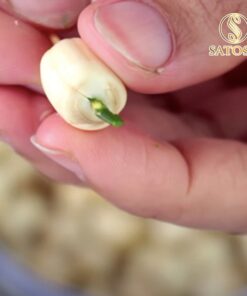 Trà tâm sen sấy khô Satoso thanh nhiệt, lương huyết, dưỡng tâm, an thần - Ảnh 3