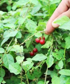 Cà gai leo túi lọc thương hiệu Satoso - Ảnh 2