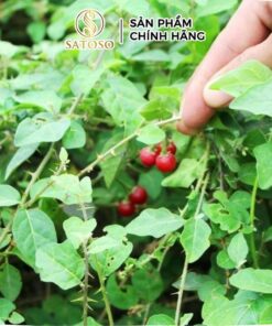 Cà gai leo túi lọc thương hiệu Satoso