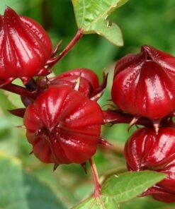 Trà Hoa Atiso sấy khô Satoso - Ảnh 2