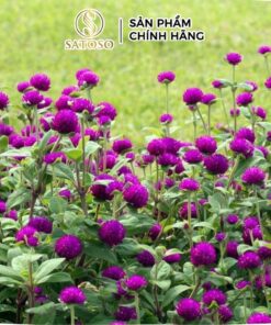 Trà bách nhật hoa sấy khô Satoso hỗ trợ thanh nhiệt và giải độc