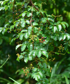Chè dây Cao Bằng sấy khô Satoso - Ảnh 2