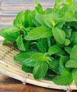 Trà bạc hà Satoso hỗ trợ tiêu hóa, giúp tinh thần tỉnh táo - Ảnh 4
