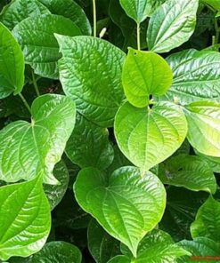 Lá lốt khô Satoso hỗ trợ tiêu hóa, tăng cường hệ miễn dịch - Ảnh 2