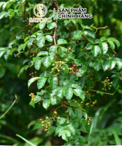 Chè dây Cao Bằng sấy khô Satoso