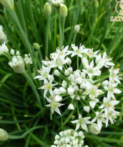 Hạt Hẹ khô Satoso hỗ trợ điều hòa chức năng tiêu hóa - Ảnh 4