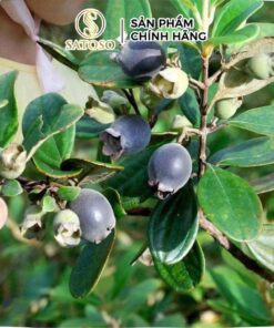 Quả Sim Rừng khô Satoso