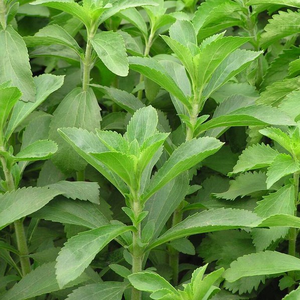 Trà Cỏ Ngọt Satoso sấy khô hỗ trợ kiểm soát đường huyết - Ảnh 3