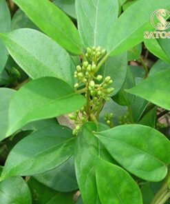 Dây Thìa Canh sấy khô Satoso - Ảnh 3