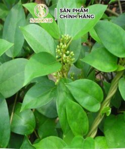 Dây Thìa Canh sấy khô Satoso