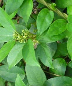 Dây Thìa Canh sấy khô Satoso - Ảnh 2