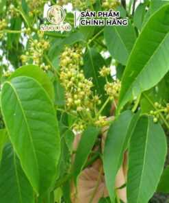 Hoàng Bá sấy khô chất lượng cao Satoso - Ảnh 5