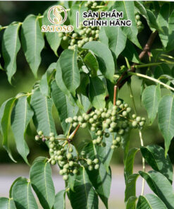 Hoàng Bá sấy khô chất lượng cao Satoso - Ảnh 3