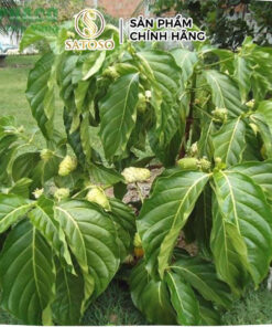 Rễ Cây Nhàu Khô SATOSO
