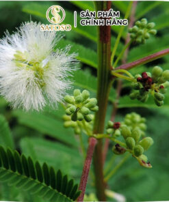 Rễ Cây Xấu Hổ Đỏ Sấy Khô Thương Hiệu Satoso