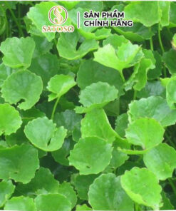 Cây Rau Má Khô SATOSO