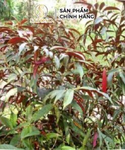 Lá Tắm Mề Đay Thương Hiệu Satoso