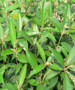 Khổ Sâm Khô Giúp Hỗ Trợ Các Vấn Đề Về Da Thương Hiệu SATOSO