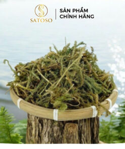 Cây Thông Đất Sấy Khô Thượng Hạng Thương Hiệu Satoso - Ảnh 2