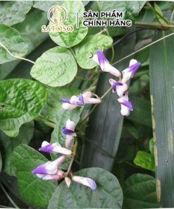 Bột Sâm Tố Nữ Loại Thượng Hạng Thương Hiệu Satoso - Ảnh 2