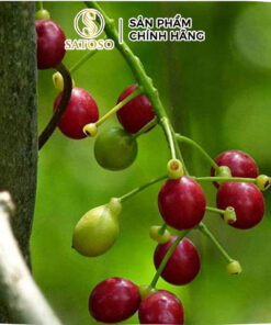 Dây Đau Xương Khô Satoso - Ảnh 2