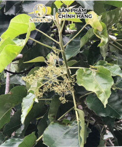 Lá Vối Khô Satoso - Ảnh 3