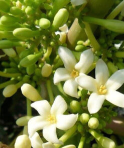 Hoa Đu Đủ Đực Khô SATOSO - Ảnh 3