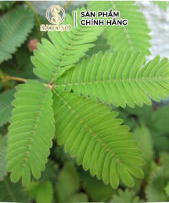 Rễ Cây Xấu Hổ Đỏ Sấy Khô Thương Hiệu Satoso - Ảnh 3