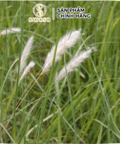 Rễ Cỏ Tranh Khô Satoso - Ảnh 3
