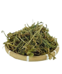 Cây Thông Đất Sấy Khô Thượng Hạng Thương Hiệu Satoso - Ảnh 4