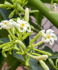 Hoa Đu Đủ Đực Khô SATOSO - Ảnh 4