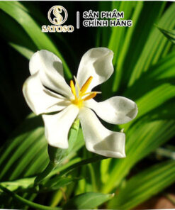 Sâm Đại Hành Khô Thương Hiệu Satoso - Ảnh 4