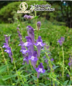 Bán Chi Liên Khô SATOSO - Ảnh 4