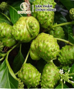 Rễ Cây Nhàu Khô SATOSO - Ảnh 5