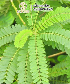 Rễ Cây Xấu Hổ Đỏ Sấy Khô Thương Hiệu Satoso - Ảnh 5
