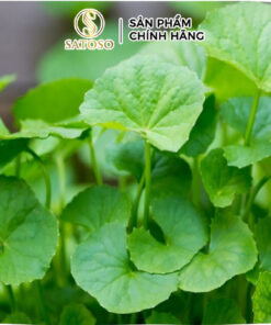 Cây Rau Má Khô SATOSO - Ảnh 5