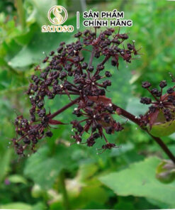 Tiền Hồ Khô SATOSO - Ảnh 5